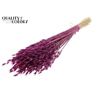 QC Dried Oats Premium | Colour: Lilac | Avena Premium Dried Flowers | Length ± 70 centimetres | Weight 200 grams | Per bunch