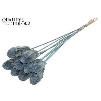 QC Mahagonischote auf Stiel | Farbe: Frosted Hellblau | Swietenia Mahagoni Trockenfrüchte Stecker | Länge Stecker ± 50 Zentimeter | 10 Stecker pro Bund
