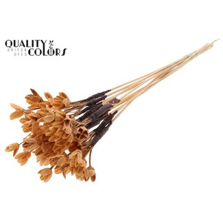 QC Bowls on Stick | Colour: Salmon | Beech Nut Seed Pod Pick | Length ± 50 centimetres | 10 picks per bunch