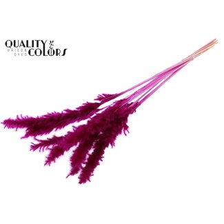 QC Dried Bleached Fluffy Pampas Plumes | Colour: Lilac | Length ± 70 centimetres | 10 plumes per bunch | Per bunch