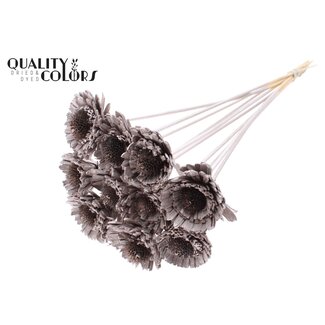 QC Shola Wooden Daisy Sunflower on a stick | Colour: Champagne-coloured | Shola Daisy Sunflower Stick | Flower diameter 6 centimetres | Stick length ± 50 centimetres | 10 sticks per bunch