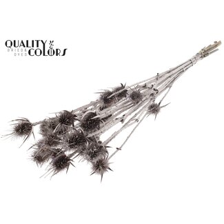 QC Gedroogde Cardistella Distels | Kleur: Koperkleurig | Cardi Stella Droogbloemen | Lengte ± 70 centimeter | 5 takken per bos | Per bos