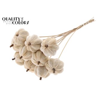 QC Velvet Pumpkin on Stick | Colour: Natural White | Pumpkin Pick | Pumpkin Diameter 6 centimetres | Length ± 50 centimetres | 10 picks per bunch