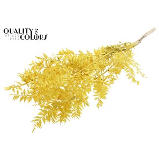 QC Getrockneter Ruscus | Farbe: Gelb | Ruscus Trockenblumen | Länge ± 50 Zentimeter | 10 Zweige pro Bund | Pro Bund