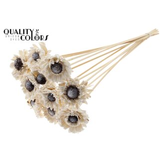 QC Shola Madelief Zonnebloem met was op stok | Kleur: Wit | Shola Daisy Sunflower | Diameter 6 centimeter | Lengte ± 50 centimeter | 10 bijstekers per bos | Per bos