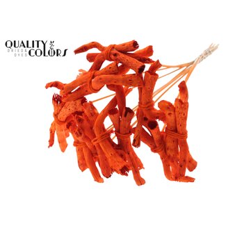 QC Gandiraj Rinde auf Stiel | Farbe: Orange | Gandiraj Stecker | Länge ± 50 Zentimeter | 10 Stecker pro Bund