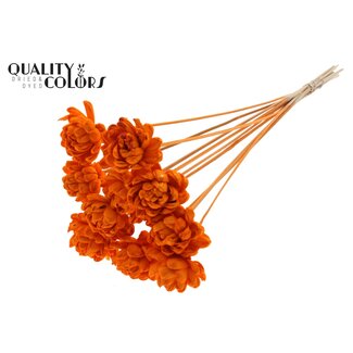 QC Shola Roos op stok | Kleur: Oranje | Shola New Beauty Rose | Diameter 6 centimeter | Lengte ± 50 centimeter | 10 bijstekers per bos | Per bos