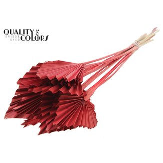 QC Gedroogde Palm Spear | Kleur: Rood | Palmbladeren in Speervorm | Lengte ± 50 centimeter | 10 takken per bos | Per bos
