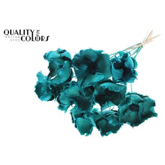QC Dried Bleached Palm Cup on stem | Colour: Turquoise | Length ± 50 centimetres | 10 stems per bunch