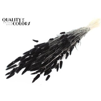 QC Getrocknete Gebleichte Hasenschwänzchen Premium | Farbe: Schwarz | Lagurus Ovatus Trockenblumen | Länge ± 70 Zentimeter | Gewicht 100 Gramm | Pro Bund