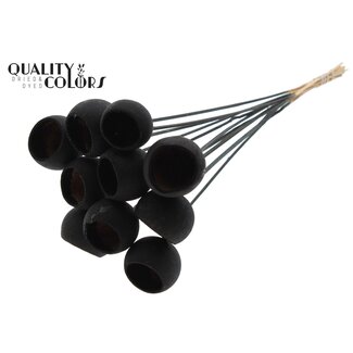 QC Gedroogde Bellgums | Kleur: Zwart | Bell Cup Bijsteker | Lengte ± 50 centimeter | 10 bijstekers per bos