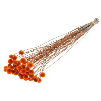 QC Gedroogde Craspedia | Kleur: Oranje | Trommelstokjes Droogbloemen | Lengte ± 70 centimeter | 10 takken per bos | Per bos