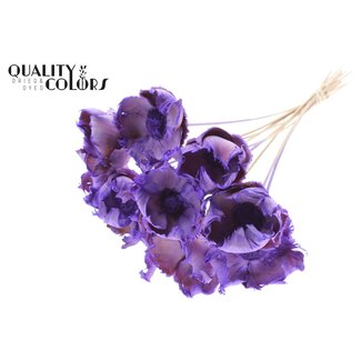 QC Dried Bleached Palm Cup on stem | Colour: Frosted Milkapurple | Length ± 50 centimetres | 10 stems per bunch