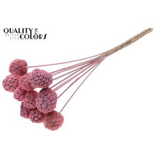 QC Gebleichte Atta-Frucht am Stiel | Farbe: Frosted Rosa | Zuckerapfel-Stecker | Länge ± 50 Zentimeter | 10 Stecker pro Bund