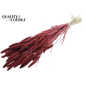 QC Millet Blanchi Séché | Couleur : Bordeaux | Pennisetum Fleurs Séchées | Longueur ± 70 centimètres | Poids 200 grammes | Par bouquet