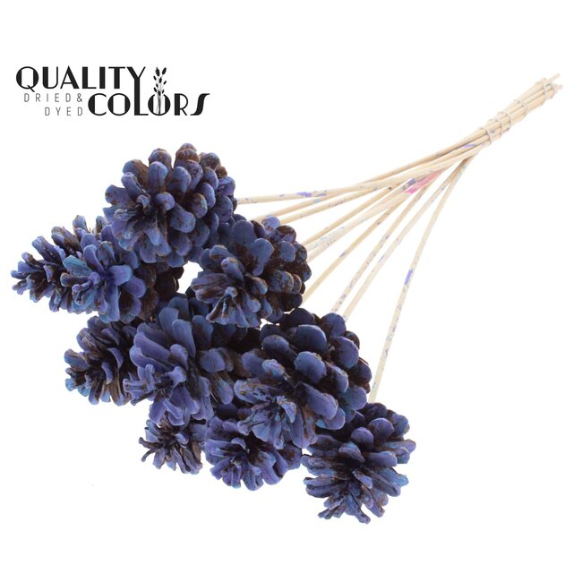 Pomme de pin sur bâton | Couleur : Multicolore Bleu Clair | Diamètre 5 - 7 centimètres | Longueur ± 50 centimètres | 10 piques par bouquet
