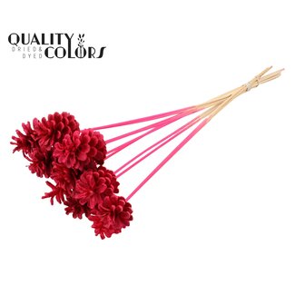 QC Gebleichter Kiefernzapfen auf Stiel | Farbe: Kirschfarben | Durchmesser 5 - 7 Zentimeter | Länge ± 50 Zentimeter | 10 Steckblumen pro Bund