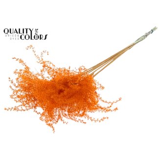 QC Dried Chinese Silver Grass Plumes | Colour: Orange | Miscanthus Dried Flowers | Length ± 70 centimetres | 5 plumes per bunch | Per bunch