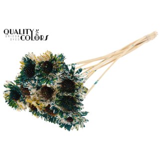 QC Shola Madelief Zonnebloem op stok | Kleur: Meerkleurig Groen Geel | Shola Daisy Sunflower | Diameter 6 centimeter | Lengte ± 50 centimeter | 10 bijstekers per bos | Per bos