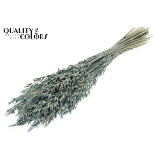 QC Gedroogde Haver | Kleur: Pearl Lichtblauw | Avena Droogbloemen | Lengte ± 60 centimeter | Gewicht 250 gram | Per bos