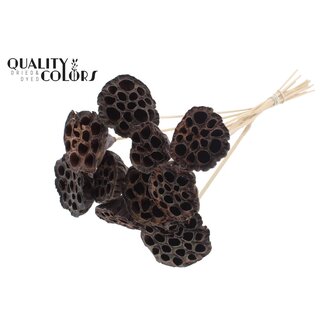 QC Gedroogde Lotus Peulen op stok | Kleur: Naturel Bruin | Diameter Lotus 5 - 7 centimeter | Lengte bijsteker ± 50 centimeter | 10 bijstekers per bos