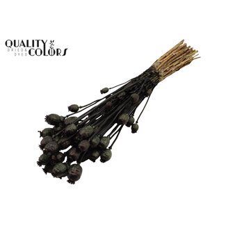QC Pavot séché | Couleur : Noir | Papaver Somniferum Fleurs séchées | Longueur ± 60 centimètres | Poids 200 grammes | Par bouquet