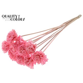 QC Shola Houten Carnation Flower on stick | Colour: Light Pink | Shola Carnation Flower Stick | Flower diameter 6 centimetres | Stick length ± 50 centimetres | 10 sticks per bunch