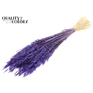 QC Gebleichter Getrockneter Hafer | Farbe: Lila | Avena Trockenblumen | Länge ± 60 Zentimeter | Gewicht 200 Gramm | Pro Bund