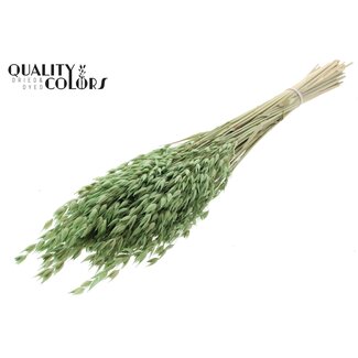 QC Gedroogde Haver Premium | Kleur: Lichtgroen | Avena Premium Droogbloemen | Lengte ± 70 centimeter | Gewicht 200 gram | Per bos
