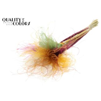 QC Dried Stipa Feather Grass “Pumpkin Spice Mix” | Colour: Mixed Colours | Stypha Penata Dried Flowers | Length ± 60 centimetres | 10 plumes per bunch | Per bunch