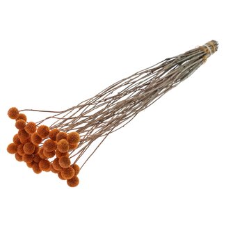 QC Getrocknete Craspedia | Farbe: Terrakotta | Trommelstöckchen Trockenblumen | Länge ± 70 Zentimeter | 10 Stiele pro Bund | Pro Bund