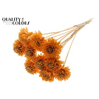 QC Shola Zinnia Fleur sur tige | Couleur: abricot | Shola Zinia | Diamètre 6 centimeter | Longueur ± 50 centimeter | 10 piques supplémentaires par bouquet | Par bouquet