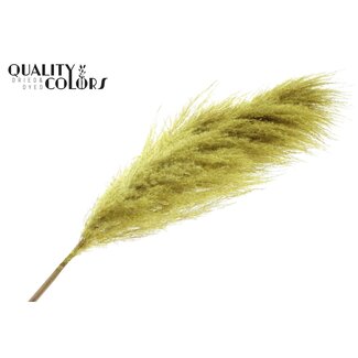 QC Dried Pampas Plumes | Colour: Yellow | Length ± 175 centimetres | Per plume