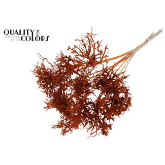 QC Dry Tree on stick | Colour: Orange | Dry Tree Pick | Pick length ± 50 centimetres | 10 picks per bunch