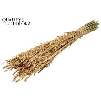 QC Gedroogde Haver | Kleur: Antiek Goudkleurig | Avena Droogbloemen | Lengte ± 60 centimeter | Gewicht 250 gram | Per bos