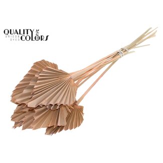 QC Gedroogde Palm Spear | Kleur: Frosted Zalmkleurig | Palmbladeren in Speervorm | Lengte ± 50 centimeter | 10 takken per bos | Per bos
