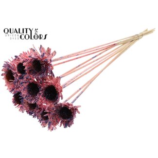 QC Shola Madelief Zonnebloem op stok | Kleur: Gespetterd Roze Milkapaars | Shola Daisy Sunflower | Diameter 6 centimeter | Lengte ± 50 centimeter | 10 bijstekers per bos | Per bos