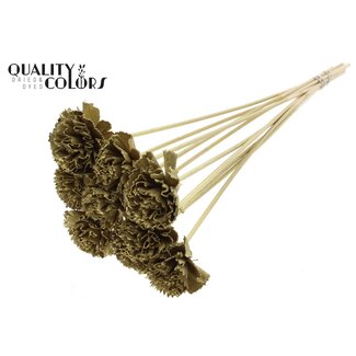 QC Shola Wooden Carnation Flower on stick | Colour: Gold-coloured | Shola Carnation Flower Stick | Flower diameter 6 centimetres | Stick length ± 50 centimetres | 10 sticks per bunch