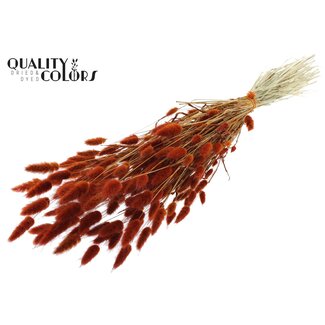 QC Dried Bunny Tails Premium | Colour: Terracotta | Lagurus Ovatus dried flowers | Length ± 60 centimetres | Weight 60 grams | Per bunch