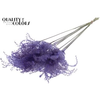 QC Dried Miscanthus Plumes | Colour: Milka Purple | Miscanthus Dried Flowers | Length ± 70 centimetres | 5 plumes per bunch | Per bunch