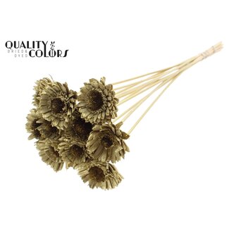 QC Shola Madelief Zonnebloem am Stiel | Farbe: goldfarben | Shola Daisy Sunflower | Durchmesser 6 centimeter | Länge ± 50 centimeter | 10 Beistecker pro Bund | Pro Bund
