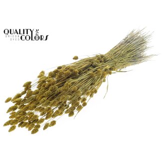 QC Phalaris séchée | Couleur : Jaune Métallique | Fleurs séchées de Canarie | Longueur ± 60 centimètres | Poids 220 grammes | Par bouquet