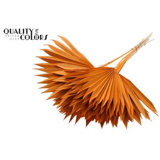 QC Gedroogde Palm Sun Spear | Kleur: Oranje | Palmbladeren in Waaiervorm | Lengte ± 50 centimeter | 10 takken per bos | Per bos