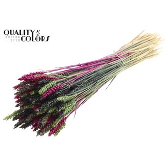 QC Dried Wheat “Colourful 8” | Colour: Mixed Colours | Triticum Dried Flowers | Length ± 60 centimetres | Weight 220 grams | Per bunch