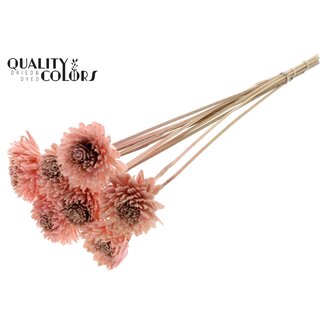QC Shola Houten Zinnia op stok | Kleur: Lichtroze | Shola Zinia Bijsteker | Diameter bloem 6 centimeter | Lengte bijsteker ± 50 centimeter | 10 bijstekers per bos