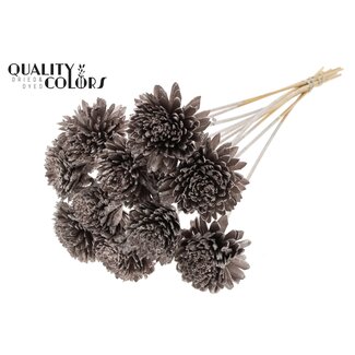 QC Shola Zinnia Fleur sur tige | Couleur : champagne | Shola Zinia | Diamètre 8 centimeter | Longueur ± 50 centimeter | 10 piques par bouquet | Par bouquet