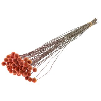 QC Craspedia séchée | Couleur : Saumon givré | Fleurs séchées en forme de bâton de tambour | Longueur ± 70 centimètres | 10 tiges par bouquet | Par bouquet
