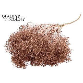 QC Gedroogde Broom Bloom | Kleur: Koperkleurig | Brem Droogbloemen | Lengte ± 50 centimeter | Gewicht 100 gram | Per bos