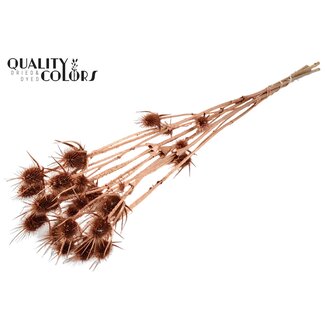 QC Dried Cardistella Thistles | Colour: Antique Gold | Cardi Stella Dried Flowers | Length ± 70 centimetres | 5 stems per bunch | Per bunch