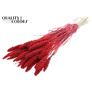 QC Getrocknete Gebleichte Hirse | Farbe: Rot | Pennisetum Trockenblumen | Länge ± 70 Zentimeter | Gewicht 200 Gramm | Pro Bund